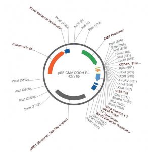 PSF-CMV-COOH-P2A-2 - FMDV P2A PLASMID OGS64-5UG