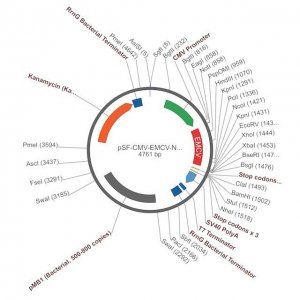 PSF-CMV-EMCV - CMV IRES PLASMID OGS97-5UG