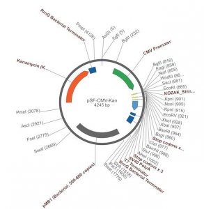 PSF-CMV-KAN - KANAMYCIN RESISTANCE PLASMID OGS10-5UG