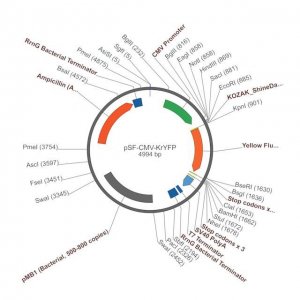 PSF-CMV-KRYFP - CMV YFP REPORTER PLASMID OGS510-5UG
