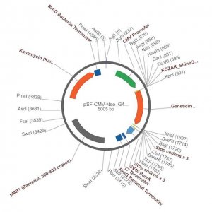 PSF-CMV-NEO/G418 - G418 SELECTION CMV EXPRESSION PLASMID OGS586-5UG
