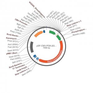 PSF-CMV-PGK-?GAL - DUAL PROMOTER BETA GAL PLASMID OGS391-5UG