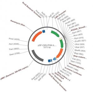 PSF-CMV-PGK-ILUMENA - PGK PROMOTERSECRETED LUCIFERASE PLASMID OGS609-5UG