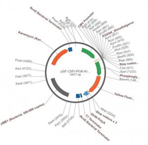 PSF-CMV-PGK-KRYFP - YFP MAMMALIAN PGK PROMOTER PLASMID OGS611-5UG