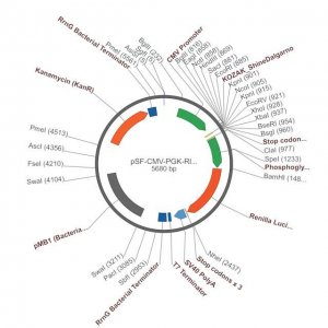 PSF-CMV-PGK-RLUC - DUAL PROMOTER LUCIFERASE PLASMID OGS389-5UG