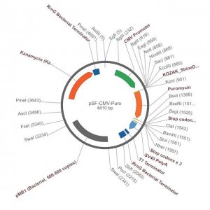 PSF-CMV-PURO - CMV DRIVEN PUROMYCIN SELECTION PLASMID OGS584-5UG