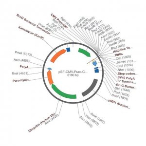 PSF-CMV-PURO-COOH-10HIS - C-TERMINAL 10HIS TAG MAMMALIAN PLASMID OGS3420-5UG