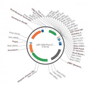 PSF-CMV-PURO-COOH-EKT-6HIS - C-TERMINAL 6 HIS TAG MAMMALIAN PLASMID OGS3406-5UG
