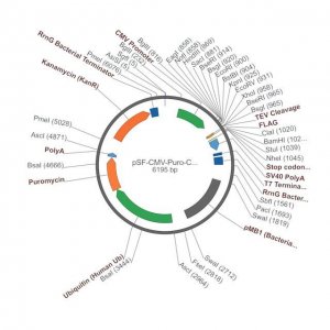 PSF-CMV-PURO-COOH-TEV-FLAG� - C-TERMINAL FLAG� TAG MAMMALIAN PLASMID OGS1124-5UG