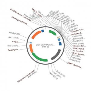 PSF-CMV-PURO-COOH-THR-6HIS - C-TERMINAL 6 HIS TAG MAMMALIAN PLASMID OGS1082-5UG