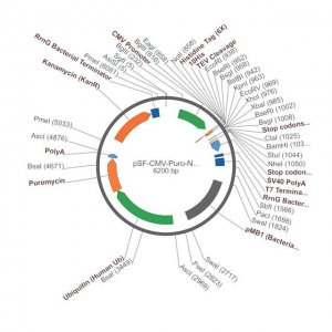 PSF-CMV-PURO-NH2-10HIS-TEV - N-TERMINAL 10HIS TAG MAMMALIAN PLASMID OGS1119-5UG