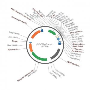 PSF-CMV-PURO-NH2-FLAG� - N-TERMINAL FLAG� TAG MAMMALIAN PLASMID OGS3213-5UG