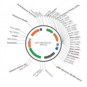 PSF-CMV-PURO-NH2-FRCFP - N-TERMINAL CFP TAG MAMMALIAN PLASMID OGS1365-5UG