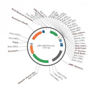 PSF-CMV-PURO-NH2-V5 - N-TERMINAL V5 TAG MAMMALIAN PLASMID OGS3212-5UG