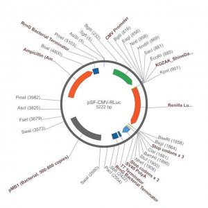 PSF-CMV-RLUC - CMV RENILLA LUCIFERASE PLASMID OGS103-5UG