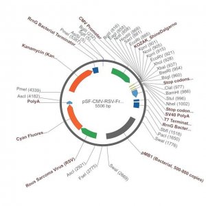 PSF-CMV-RSV-FRCFP - RSV PROMOTER CFP PLASMID OGS515-5UG