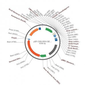 PSF-CMV-RSV-SEAP ASCI - ALKALINE PHOSPHATASE PLASMID OGS17-5UG