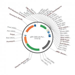 PSF-CMV-UB-PURO ASCI - PUROMYCIN SELECTION PLASMID OGS21-5UG