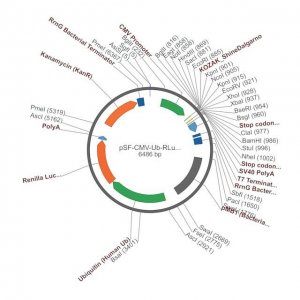 PSF-CMV-UB-RLUC ASCI - RENILLA LUCIFERASE PLASMID OGS156-5UG