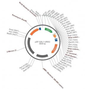 PSF-GAL1-URA3 - GALACTOSE INDUCIBLE YEAST PLASMID OGS536-5UG