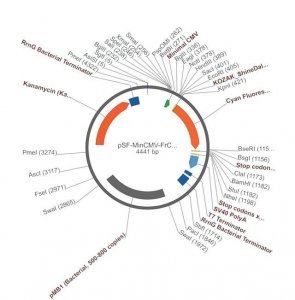 PSF-MINCMV-FRCFP - MINIMAL CMV CFP CLONING PLASMID OGS575-5UG