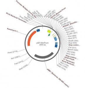 PSF-MINPROM - MINIMAL PROMOTER EXPRESSION PLASMID OGS377-5UG