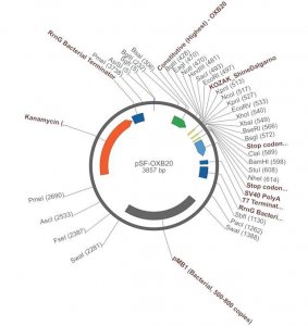 PSF-OXB20 - STRONG BACTERIAL PROMOTER PLASMID OGS50-5UG
