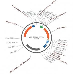 PSF-OXB20-KRYFP - BACTERIAL CONSTIUTIVE YFP EXPRESSION PLASMID OGS607-5UG
