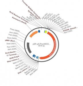PSF-PA-PROMMCS-BETAGAL - NO PROMOTER (MCS) BETA GAL PLASMID OGS239-5UG