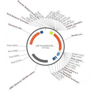 PSF-PROMMCS-RLUC - NO-PROMOTER MCS LUCIFERASE PLASMID OGS370-5UG