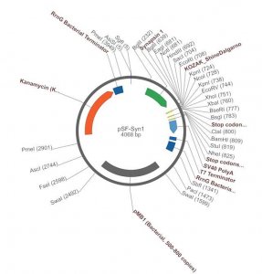 PSF-SYN1 - SYNAPSIN 1 NEURON SPECIFIC PROMOTER PLASMID OGS503-5UG