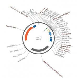 PSF-T7 - T7 PROMOTER PLASMID OGS37-5UG