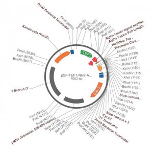 PSF-TEF1-NH2-A-FACTORFL-6HIS-THR - ALPHA FACTOR SECRETION AND 6 HIS TAG PLASMID OGS1821-5UG