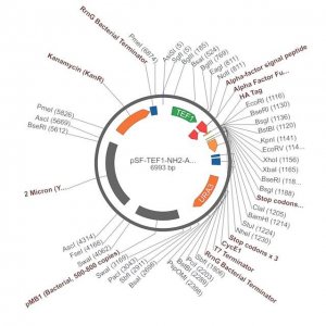 PSF-TEF1-NH2-A-FACTORFL-HA - ALPHA FACTOR SECRETION AND HA TAG PLASMID OGS1870-5UG