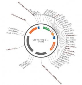 PSF-TEF1-NH2-INTS - INVERTASE SECRETION PLASMID OGS1879-5UG