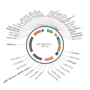 PSF-TEFI-TPI1-ILUMENA - SECRETED LUCIFERASE YEAST VECTOR OGS551-5UG