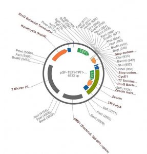PSF-TEFI-TPI1-ZEO - ZEOCIN YEAST SELECTION VECTOR OGS543-5UG