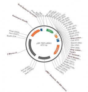 PSF-TEFI-URA3 - URACIL YEAST SELECTION PLASMID OGS534-5UG