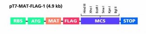 pT7 MAT-Tag� FLAG�-1 Expression Vector E5155-10UG