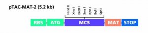 pTAC-MAT-Tag�-2 Expression Vector E5405-10UG