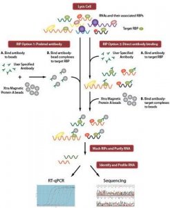 Imprint� RNA Immunoprecipitation Kit RIP-12RXN