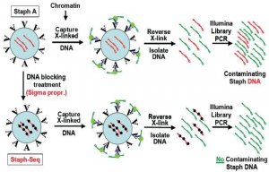 Imprint� Ultra Chromatin Immunoprecipitation Kit 