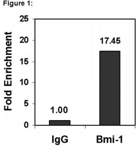 Magna ChIP� Protein G Magnetic Beads 