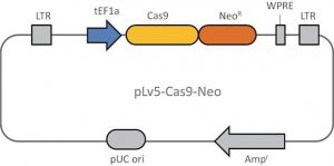 Cas9 Neomycin Lenti Plasmid CAS9NEO-1EA