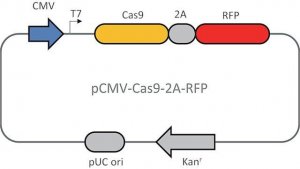 CMV-CAS9-2A-RFP Plasmid CAS9RFPP-1EA