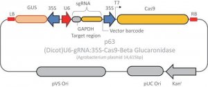 CRISPR GUS GAPDH Reporter Control for Dicots CRISPRPL02-1EA