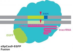 eSpCas9-GFP Protein 