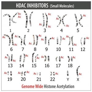 Sigma CRISPR dCas9-p300 Activator Expression Plasmid DCAS9P300-1EA