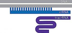 SygRNA� Cas9 Synthetic Modified tracrRNA TRACRRNAMOD-5NMOL