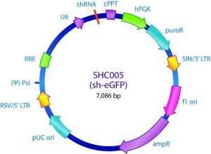 MISSION� pLKO.1-puro eGFP shRNA Control Plasmid DNA SHC005